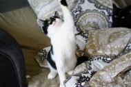 Skarbuś - czteromiesięczny koci skarb szuka domku!